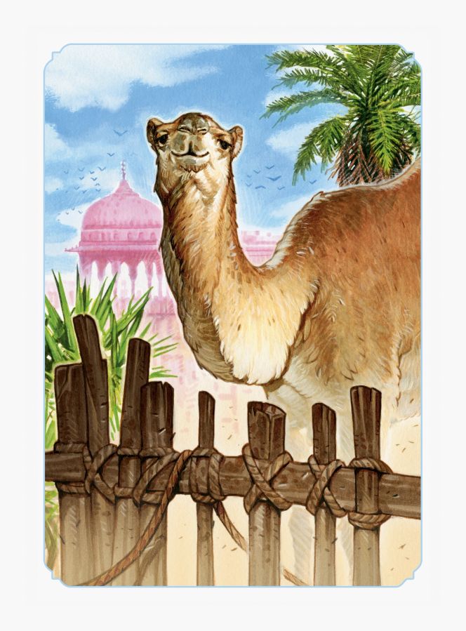 Kamel (Jaipur)